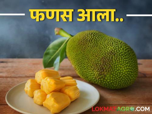 The arrival of jackfruit in the market has increased, how is the market price? | बाजारात फणसाची आवक वाढली, कसा मिळतोय बाजारभाव?