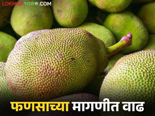 Karnataka, Tamil Nadu jackfruit available in mumbai APMC; How is the price being obtained? | कर्नाटक, तामिळनाडूच्या फणसाचा मुंबई 'एपीएमसी'त दरवळ; कसा मिळतोय दर?