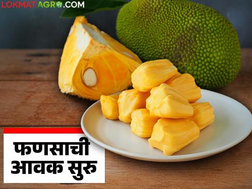 Jackfruit is in high demand in the markets on Vat Poornima; How are prices being achieved? | बाजारपेठांमध्ये फणसांचा घमघमाट, वटपौर्णिमेला मोठी मागणी; कसा मिळतोय दर?