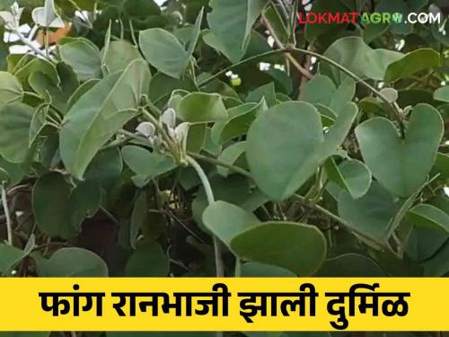 Latest News fang ranbhaji wild vegetable that is boon even in drought see details | Fang Ranbhaji : दुष्काळातही वरदान ठरणारी रानभाजी फांग आता दुर्मिळ, वाचा सविस्तर 