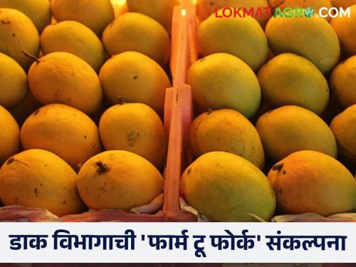 Now through post, mangoes from farmers' orchard are sent directly to the country and abroad | आता पोस्टाच्या माध्यमातून शेतकऱ्यांच्या बागेतील आंबा थेट देश-विदेशात