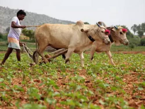 Now Farmer's Day will be celebrated on 'this' day, government decision issued | आता 'या' दिवशी साजरा होणार शेतकरी दिन, शासनाचा निर्णय जारी