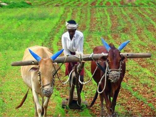 Drought at the door! fear of reduction in crop production in Maharashtra | दुष्काळ दारात! ३ आठवडे पावसाचा खंड, उत्पादनात ६० टक्क्यांपर्यंत घट होण्याची भीती