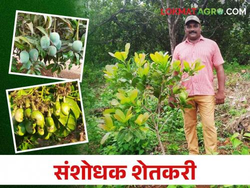 This farmer developed a new variety of cashew nut for a good income | Farmer Success Story भरघोस उत्पन्नासाठी या शेतकऱ्याने विकसित केली काजूची नवीन जात