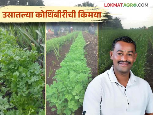 Farmer Success Story : Farmer Anil earned lakhs by intercropping fenugreek and coriander in sugarcane Read more | Farmer Success Story : शेतकरी अनिल यांनी उसामध्ये मेथी व कोथिंबीरचे आंतरपीक घेत केली लाखोंची कमाई वाचा सविस्तर