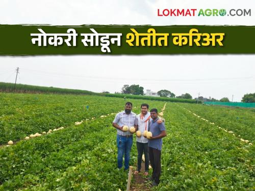 Lottery of 8 lakhs in two acres of muskmelon farming | खरबुज शेतीचा लागला लळा दोन एकरात आठ लाखाची लाॅटरी