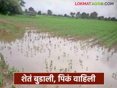 latest news The rise in the Ama River has affected the crops in Kanhwa Shivara. Read in detail | आमनदीचे वळण उठले कान्हवा शिवारातील पिकांच्या जिवावर वाचा सविस्तर