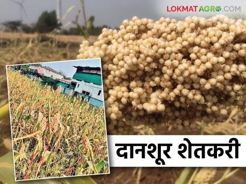 This farmer left an acre of sorghum for the birds eating; Read in detail | पाखरांच्या किलबिलाटासाठी या शेतकऱ्याने सोडली एकरभर ज्वारी; वाचा सविस्तर
