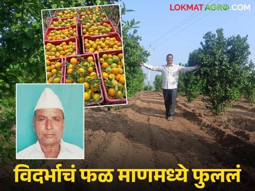 Success of Shende brothers in Andhali; They earned lakhs from oranges, considered the fruit of Vidarbha | आंधळीच्या शेंडे बंधूंची कमाल; विदर्भाचे फळ समजल्या जाणाऱ्या संत्रीतून केली लाखोंची कमाई