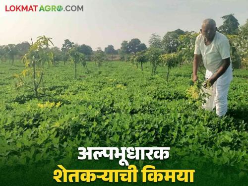 groundnut planting in saffron mango garden ; A successful experiment of a farmer from Kendrewadi! | केशर आंब्याच्या बागेत भुईमूग लागवड; केंद्रेवाडी येथील शेतकऱ्याचा यशस्वी प्रयोग !