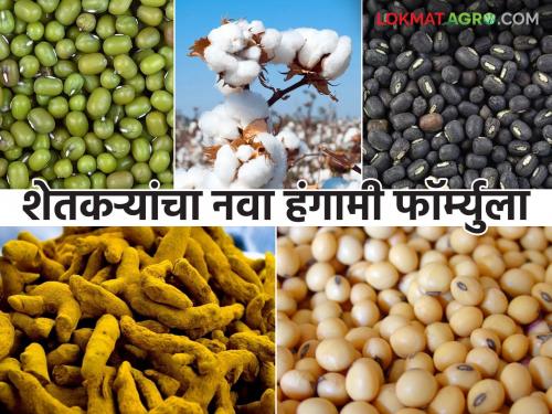 latest news Kharif Season: Kharif is smooth in 'this' district; Farmers have changed the crop math, read in detail | Kharif Season : 'या' जिल्ह्यात खरीप सुरळीत; शेतकऱ्यांनी बदलले पिकांचे गणित वाचा सविस्तर