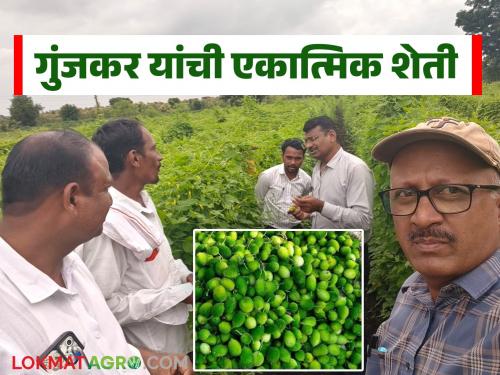 latest news Farmer Success Story : Shridhar Gunjkar's successful journey through integrated farming: Organicity, innovation and profit | Farmer Success Story : एकात्मिक शेतीतून श्रीधर गुंजकर यांची यशस्वी वाटचाल; सेंद्रियता, नवोपक्रम आणि नफा