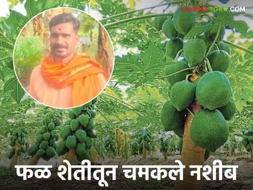 Fruit farming turned out to be profitable; Govindrao achieved great success by adding organic elements to modern cropping methods | आधुनिक पीक पद्धतींना सेंद्रिय जोड देत फळ शेतीत गोविंदरावांनी साधली किमया भारी