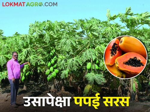 outstanding work by Krishibhushan Anandrao; divert from sugarcane, papaya produced 100 tons per acre | कृषीभूषण सुनील यांची कमाल; उसाला फाटा देत पपईने केली एकरात १०० टनाची धमाल