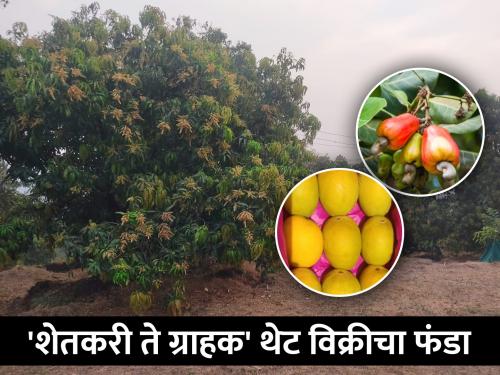 Addition of commercialization to traditional mango and cashew farming | पारंपरिक आंबा व काजू शेतीला व्यावसायिकतेची जोड