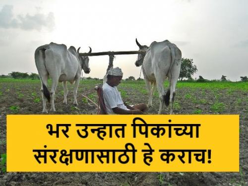 Latest News How and what to take care of crops in summer season, read in detail | उन्हाळी हंगामात पिकांची नेमकी कशी आणि काय काळजी घ्यावी, वाचा सविस्तर 