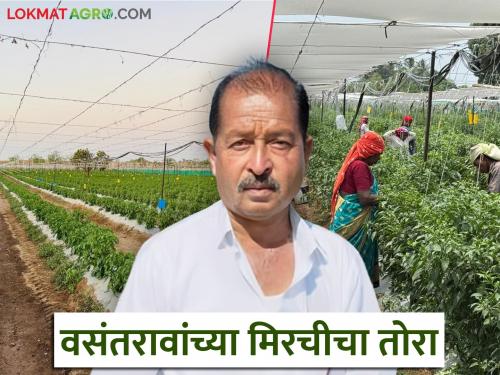 Ex military soldier Vasantrao sets record for summer chilli production using anti-helnet technique | अँटी हेलनेट तंत्राचा वापर करत माजी सैनिक वसंतराव यांनी केला उन्हाळी मिरची उत्पादनाचा विक्रम