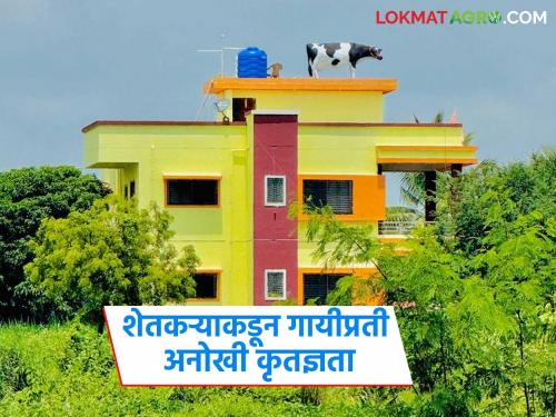 latest news Inspiring Farmer Story: farmer builds cow statue on bungalow read in details | Inspiring Farmer Story : पहिली गाय आयुष्यात टर्निंग पॉइंट ठरली, शेतकऱ्याने थेट बंगल्यावर.... वाचा सविस्तर