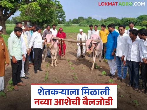latest news Salute to the farmer's struggle! The organization gave a pair of bullocks, the yoke on his shoulders became lighter read in details | शेतकऱ्याच्या संघर्षाला सलाम! संघटनेने दिली बैलजोडी; खांद्यावरील जू झाला हलका वाचा सविस्तर