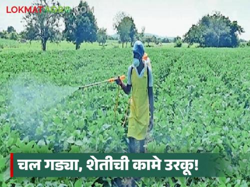 latest news Agriculture News: The rain has stopped; Come on, let's get on with agricultural work! | Agriculture News : पावसाने घेतली उसंत; चल गड्या, शेतीची कामे उरकू!