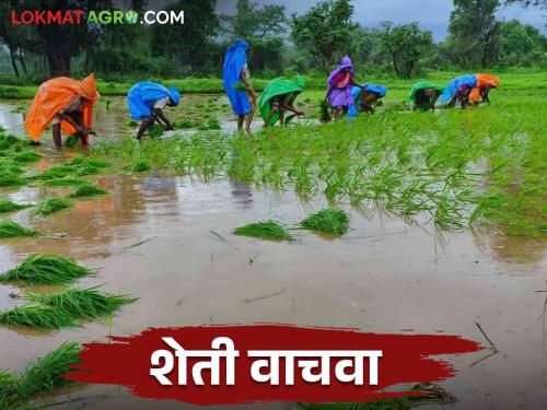 Agriculture in Uran, Panvel, Pen talukas under threat for third Mumbai formation Read in detail | तिसऱ्या मुंबई निर्मितीसाठी उरण, पनवेल, पेण तालुक्यातील शेती धोक्यात वाचा सविस्तर