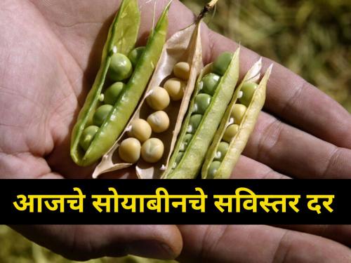 maharashtra farmer agriculture market yard How much did soybeans get in the state today? | राज्यात आज सोयाबीनला किती मिळाला दर?