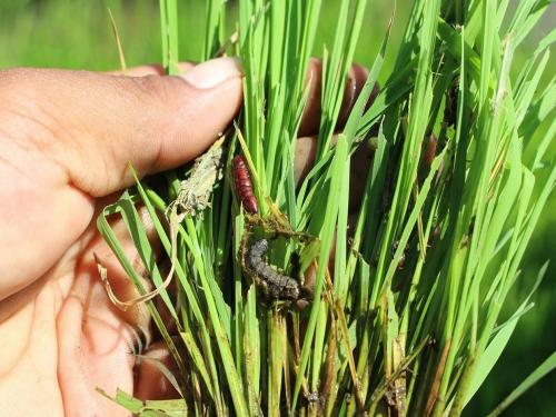 How to manage fall armyworm in rice crop? | भात पिकावरील लष्करी अळीचे व्यवस्थापन कसे कराल?