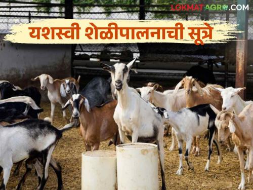 Sheli Palan : Simple and important three keys for profitable goat farmingread in detail | Sheli Palan : फायदेशीर शेळीपालन करण्यासाठी सोपी आणि महत्वाची त्रिसूत्री वाचा सविस्तर