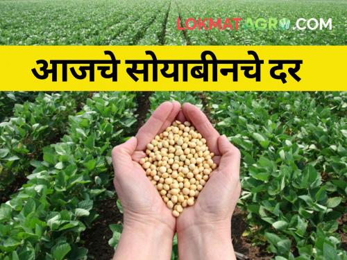 maharashtra agriculture farmer market yard todays soybean rates market price | आज सोयाबीनला केवळ दोन ठिकाणी मिळाला हमीभावाएवढा दर