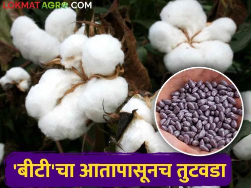 Maharashtra BT cotton Crisis: Shortage of Bt seeds already, demand for 57 lakh packets | Maharashtra BT cotton Crisis: बीटी बियाणांचा आतापासूनच तुटवडा, ५७ लाख पाकिटांची मागणी