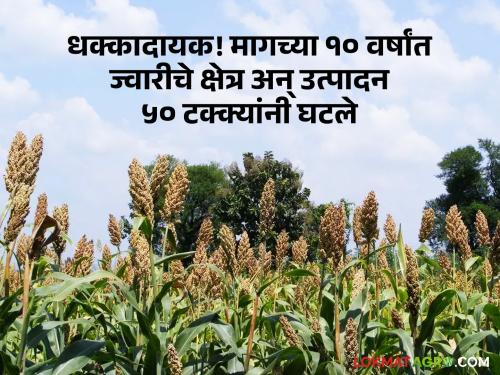 Shocking Sorghum area has declined by 55 percent and production 50 percent in the last 10 years maharashtra farmer agriculture | धक्कादायक! मागच्या १० वर्षांत ज्वारीचे क्षेत्र ५८ टक्क्यांनी तर उत्पादन ५० टक्क्यांनी घटले