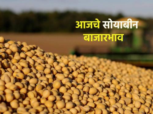 What are the market prices of soybeans on the eve of Diwali? Find out.. | दिवाळीच्या तोंडावर सोयाबीनचे काय आहेत बाजारभाव? जाणून घ्या..