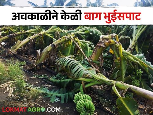 Bad weather hits orchards; damaged Banana garden plot of 5 acres | अवकाळीचा फळबागांना फटका; ५ एकरांतील केळी बाग भुईसपाट