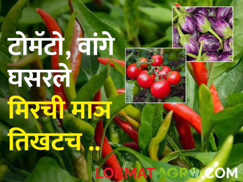 Vegetable selling in the market increased; Tomatoes, eggplants rate down, chillies are still on high price | बाजारात भाजीपाल्याची आवक वाढली; टोमॅटो, वांगे घसरले, मिरची अजून तिखटच