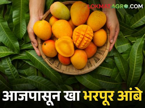 Keshar, Lalbagh, Hapus, Badam; Eat lots of mangoes from today | केशर, लालबाग, हापूस, बदाम; आजपासून खा भरपूर आंबे