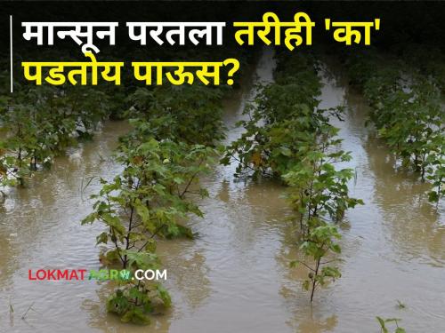 Maharashtra Rain: Despite the return of monsoon, 'why' is it raining heavily in the state? Meteorological department says... | Maharashtra Rain : मान्सून परतला तरीही राज्यात 'का' पडतोय जोरदार पाऊस? हवामान विभाग म्हणतंय...