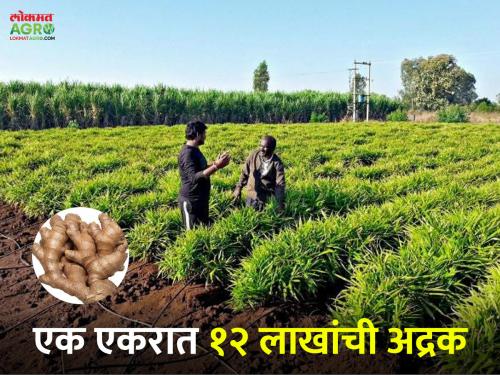 Kautikrao set a record for ginger production: 10,000 per quintal received rate | कौतिकरावांचा अद्रक उत्पादनात विक्रम: प्रतिक्विंटल १० हजारांचा मिळाला दर