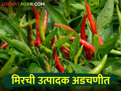 Green chillies brought tears to the eyes, could not even be break; The fall in the price of red pepper continues | हिरव्या मिरचीने आणले डोळ्यांत पाणी, तोडणीही परवडेना; लाल मिरचीचे दरात ही घसरण सुरूच