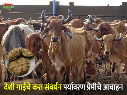 Use desi cow dung cake and celebrate Gomay Holi | देशी गायीच्या शेणाच्या गोवऱ्या वापरा अन् गोमय होळी साजरी करा