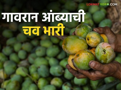 Different types of mangoes are available in different markets of the state | एकापेक्षा एक सरस आंब्याची राज्याच्या विवीध बाजारात धूम