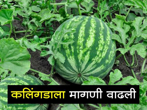 Watermelon market entry increased; Rates range from Rs.20 to Rs.150 | कलिंगडाची आवक वाढली; दर २० ते १५० रुपयांवर