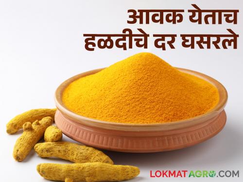 Turmeric prices fell as it came under the scrutiny of the Agricultural Produce Market Committee | कृषी उत्पन्न बाजार समितीच्या मोंढ्यात आवक येताच हळदीचे दर घसरले