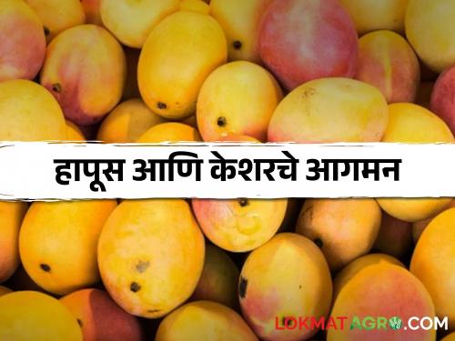 Hapus, keshar mango introduced in Marathwada; Eat Amras even before Akshaya Tritiya | मराठवाड्यात हापूस, केशर दाखल; अक्षय्य तृतीयेपूर्वीच आमरसावर ताव