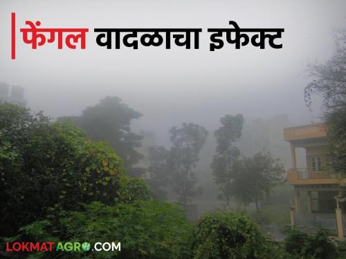 Big impact of Fengal cyclone What will be the weather forecast for the next three days in state | फेंगल वादळाचा मोठा परिणाम; राज्यात कसा राहील पुढील तीन दिवस पावसाचा अंदाज