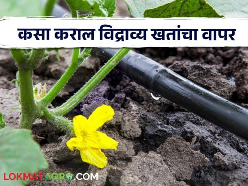 Follow this technique to avoid wastage of fertilizers and for vigorous growth of crops | खतांचा अपव्यय टाळण्यासाठी व पिकांच्या जोमदार वाढीसाठी करा ह्या तंत्राचा अवलंब