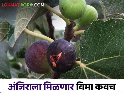 Good news for fig grower farmers, figs will be included in the fruit crop insurance scheme | Fig Crop Insurance अंजीर उत्पादक शेतकऱ्यांना खुशखबर, अंजिराचा फळपीक विमा योजनेत समावेश होणार