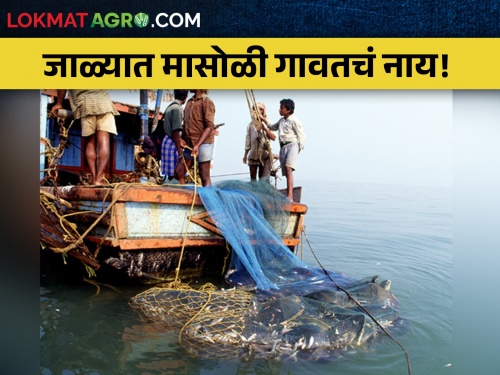 In five years, 14,000 tonnes of fish production decreased in Raigad district | पाच वर्षांत रायगड जिल्ह्यात १४ हजार टन मत्स्य उत्पादन घटले