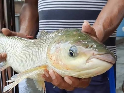 Latest News One day workshop on fish farming business concluded at Chandwad | मत्स्यपालन व्यवसायाबाबतची एकदिवशीय कार्यशाळा संपन्न, युवकांचा चांगला प्रतिसाद 