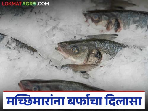 Decision to stop supply of ice to fishermen reversed; How many rupees per ton did the price increase? | मच्छिमारांना बर्फ पुरवठा बंद करण्याचा निर्णय मागे; टनामागे किती रुपयांनी केली दरवाढ?