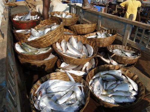 Fishery business will be given the status of fish farming | मत्स्य व्यवसायाला मत्स्य शेतीचा दर्जा देणार